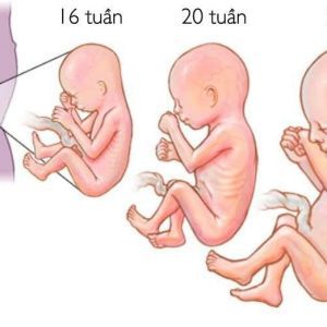 Dấu hiệu thai phát triển tốt 3 tháng giữa thai kỳ