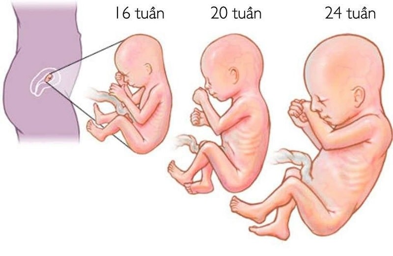 Ở tuần thú 19 lớp bảo vệ da thai nhi bắt đầu phát triển